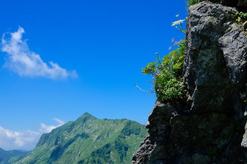 岩肌に咲く高山植物と青空の山岳風景、細い茎に咲く色とりどりの花