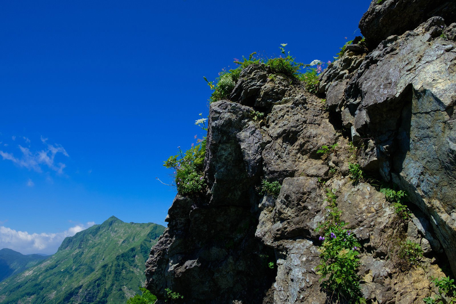 岩肌の隙間に咲く高山植物と青空