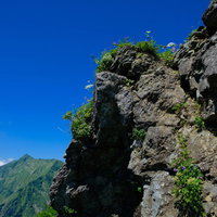 青空と岩肌に咲く高山植物の花の写真