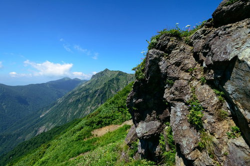 岩肌にひっそりと咲く高山植物と青空の山並み