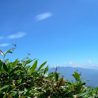クマザサで休むトンボと青空、遠くの山峰の稜線の写真