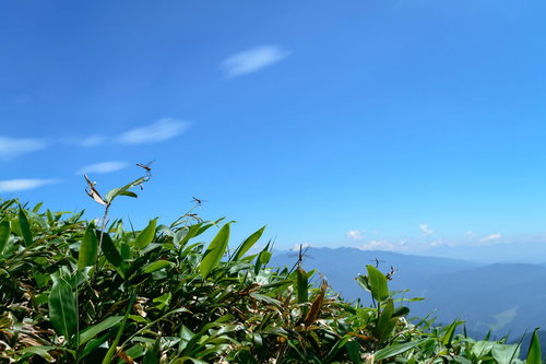 クマザサで休むトンボと青空、遠くの山峰の稜線