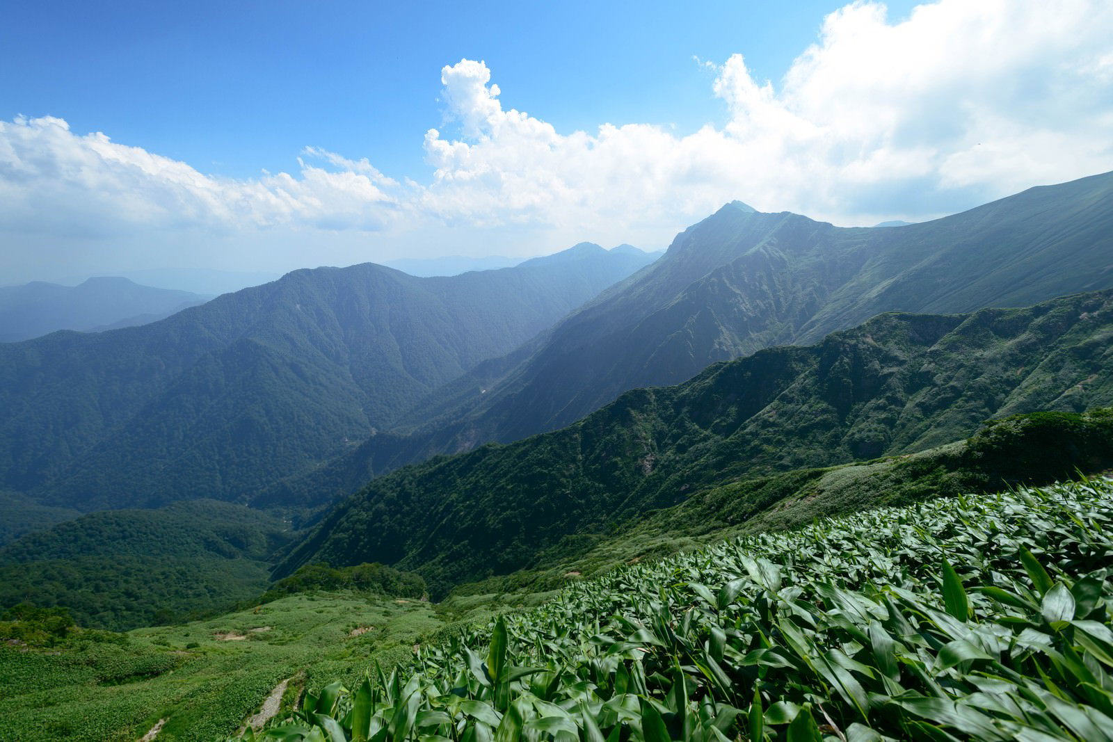 太平洋へ続く登山道から眺める緑豊かな山々の渓谷風景