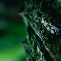 木にしがみつく蝉の羽化前の姿をクローズアップした自然の写真