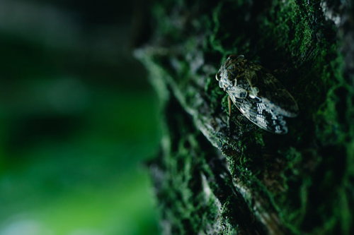 木にしがみつく蝉の羽化前の姿をクローズアップした自然