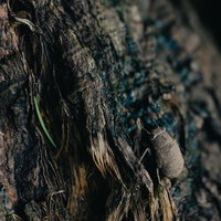 土中で約3年間過ごして地上に出てきたばかりのニイニイゼミの羽化の写真