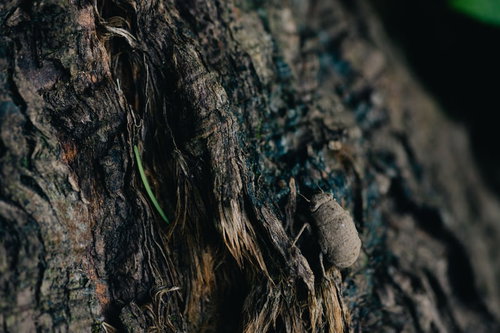土中で約3年間過ごして地上に出てきたばかりのニイニイゼミの羽化