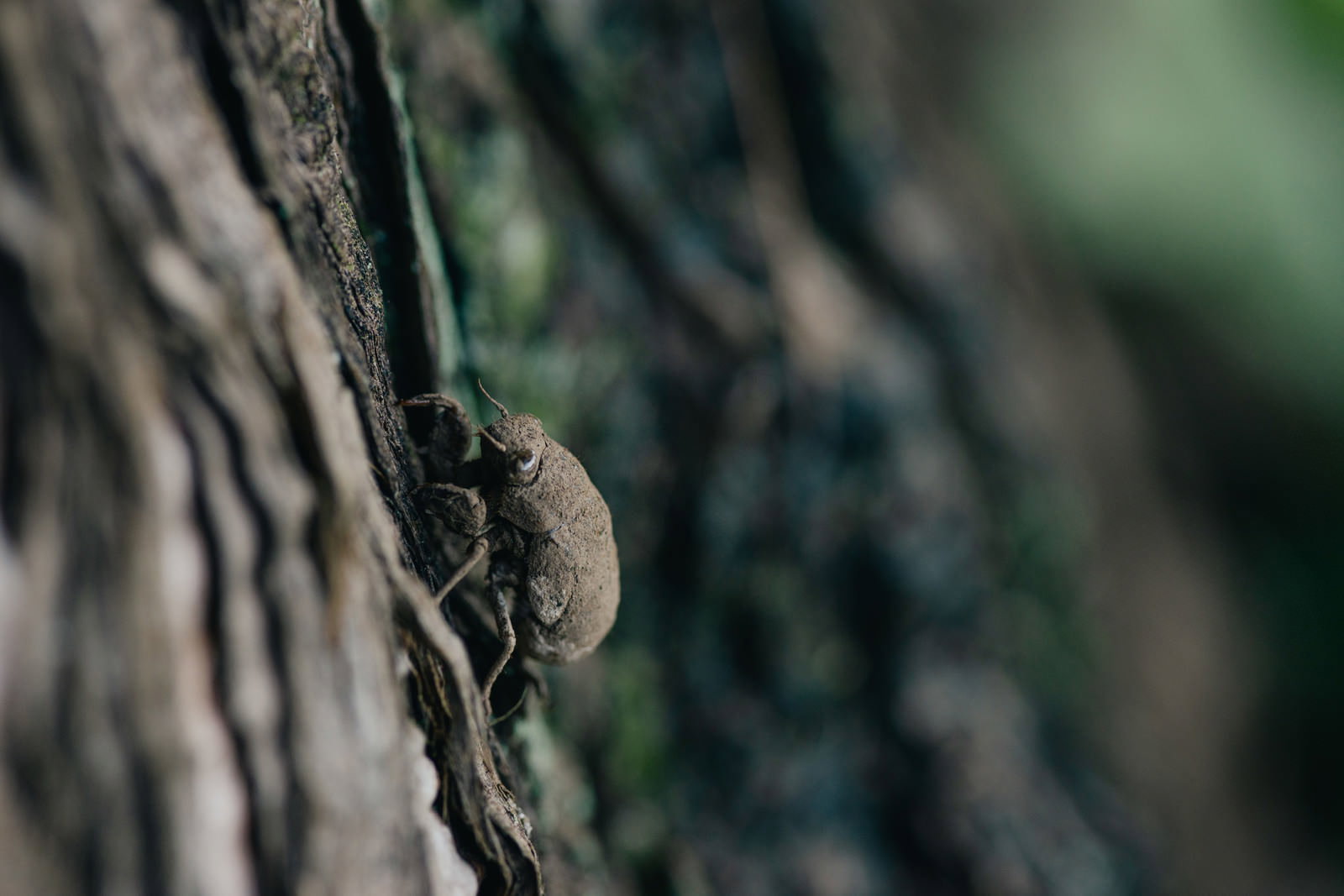 木の表面に止まった泥をかぶったニイニイゼミの幼虫
