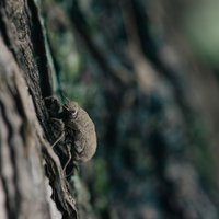 木の表面に止まる全身泥色のニイニイゼミ幼虫の写真