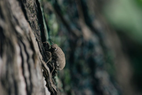 木の表面に止まる全身泥色のニイニイゼミ幼虫