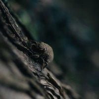 地上から這い上がり木に捕まる蝉の幼幼虫の羽化の写真