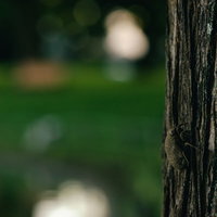 泥まみれで地上に這い出たニイニイセミの羽化の写真