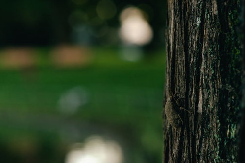 泥まみれで地上に這い出たニイニイセミの羽化