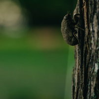 全身に泥をかぶった羽化前のニイニイゼミの幼虫の写真