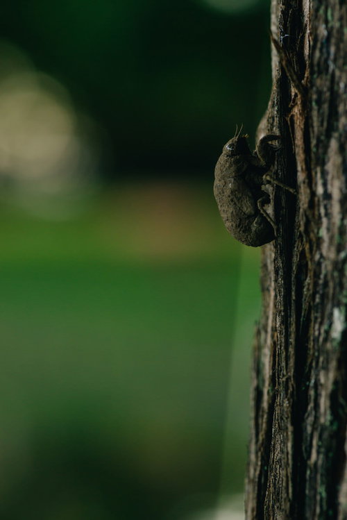 全身に泥をかぶった羽化前のニイニイゼミの幼虫