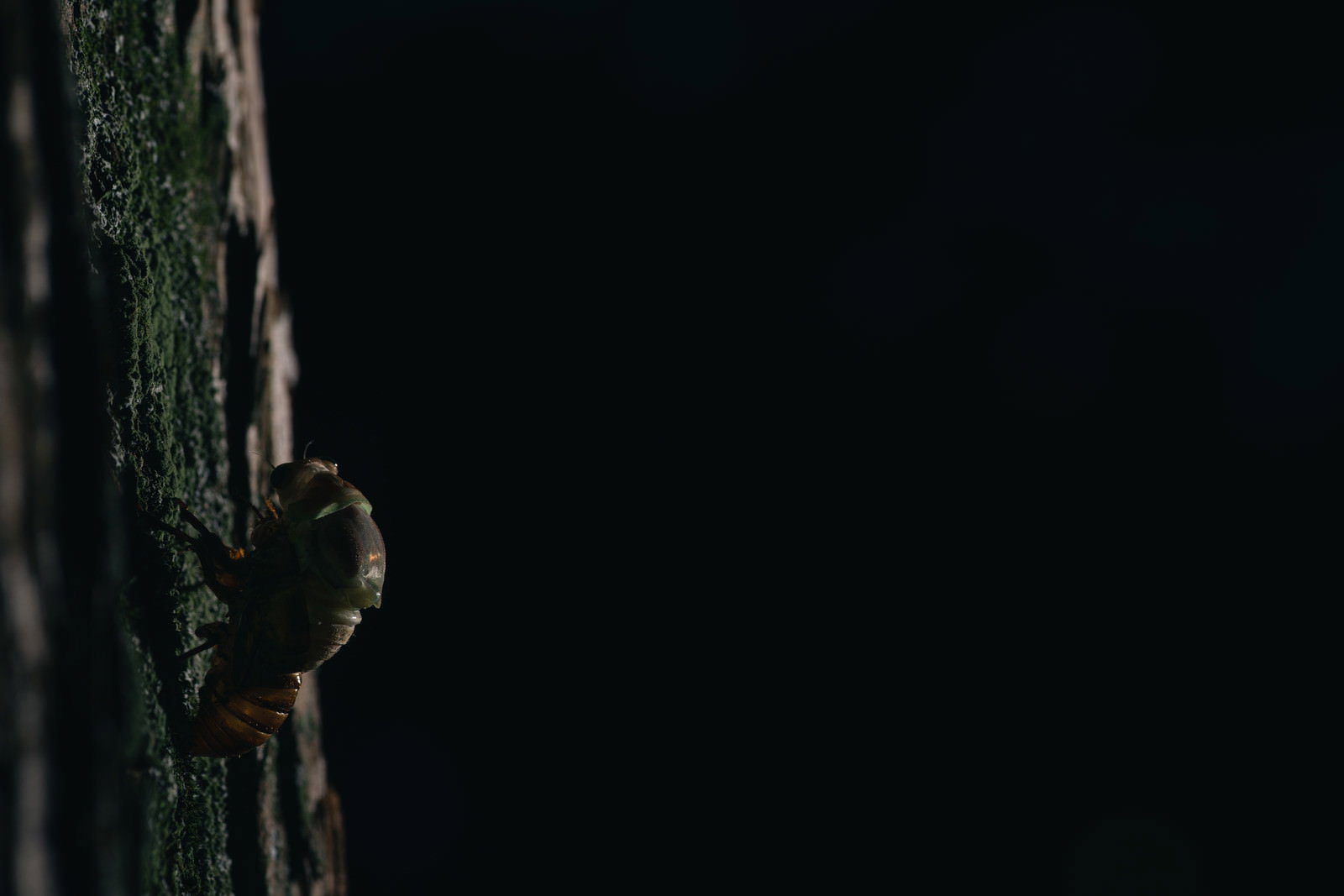 暗闇の中で木の幹に止まり羽化を始めるニイニイゼミの幼虫