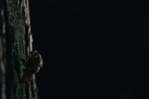 暗闇の中、木の幹で羽化をはじめるニイニイゼミの幼虫