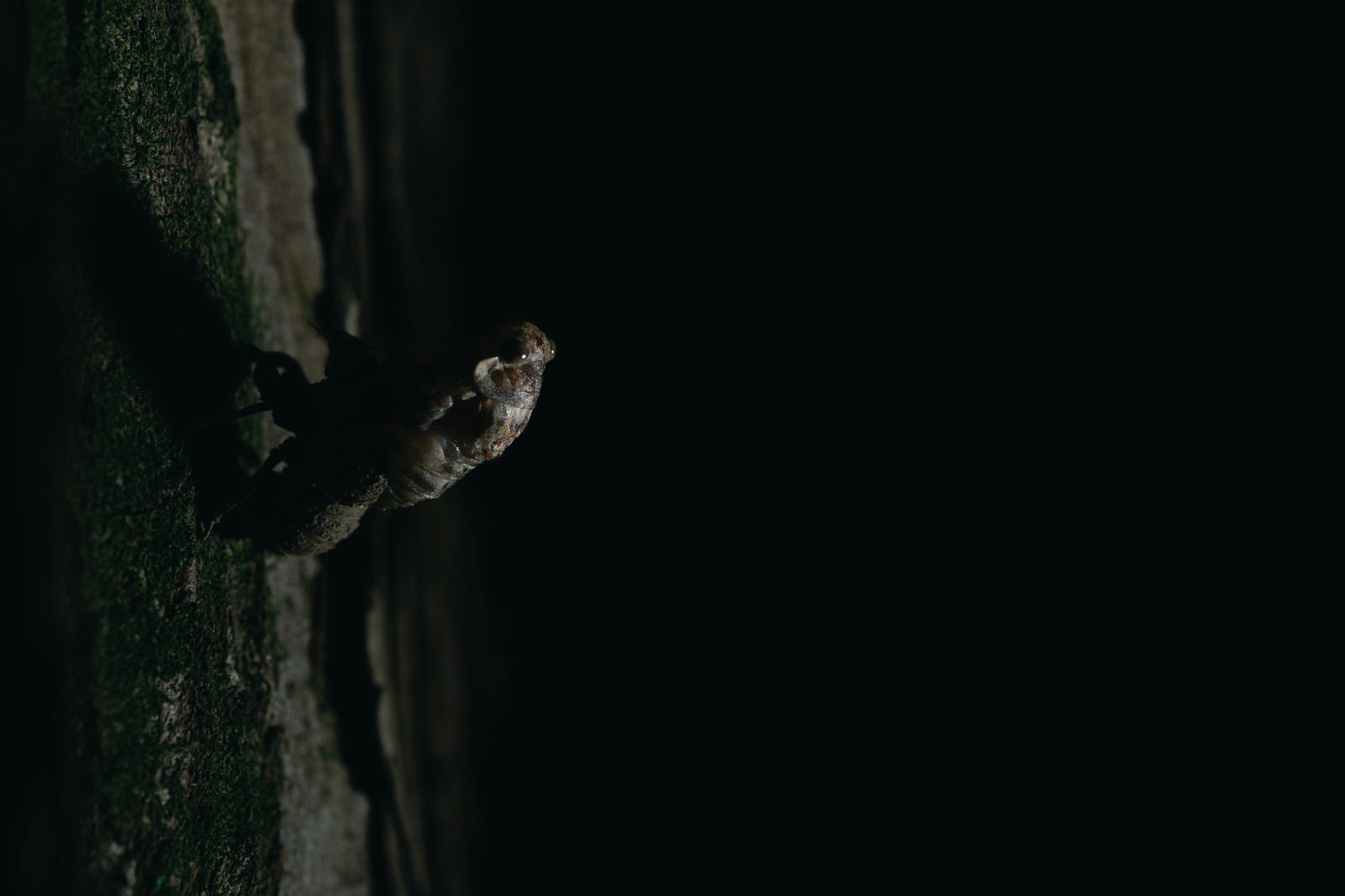 木の幹にしっかりと掴まって羽化を始めている蝉の様子