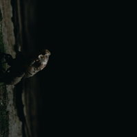 木の幹にしっかりつかまり羽化を始めるニイニイゼミの写真