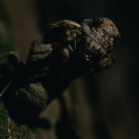 蝉の羽化の瞬間、殻から出たばかりの成虫が翅を広げるの写真