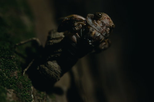 【孵化注意】蝉の羽化の瞬間、殻から出たばかりの成虫が翅を広げる