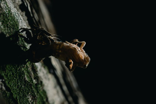 【孵化注意】木の幹で脱皮中のニイニイゼミ、羽化の瞬間