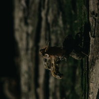 蝉の羽が徐々に展開する羽化の過程、木の幹での脱け殻と湿った羽の写真