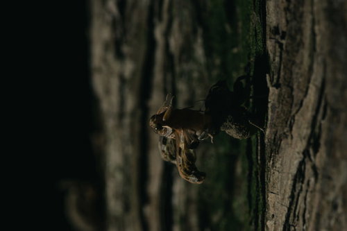 【孵化注意】蝉の羽が徐々に展開する羽化の過程、木の幹での脱け殻と湿った羽