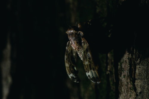 【孵化注意】ニイニイゼミの羽化の瞬間、木の幹で脱皮を終えた成虫