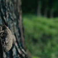 3年間土の中で過ごしたニイニイゼミが木の幹にとまるの写真