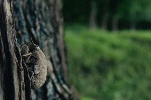 3年間土の中で過ごしたニイニイゼミが木の幹にとまる
