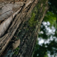 巨木の樹皮を登るニイニイゼミの幼虫 - 夏の昆虫観察の写真