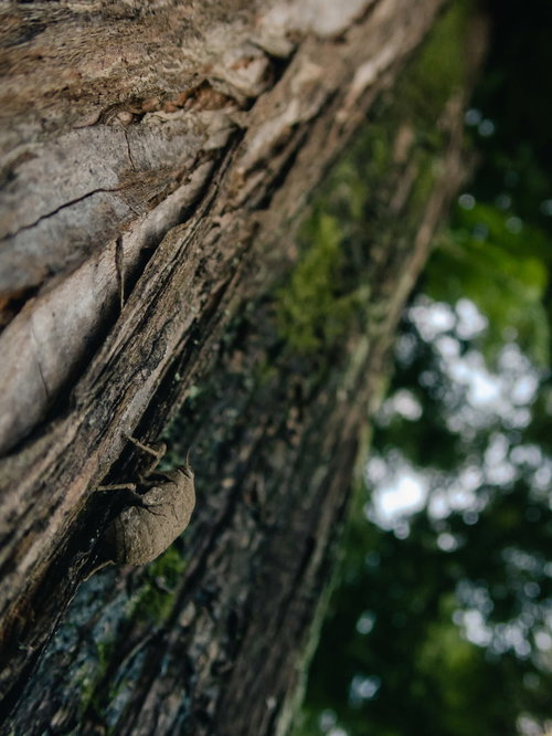 巨木の樹皮を登るニイニイゼミの幼虫 - 夏の昆虫観察