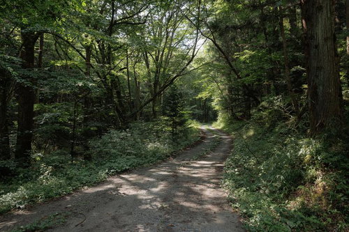 行司ヶ滝へ続く木漏れ日の里道を歩く福島県田村市のハイキングコース
