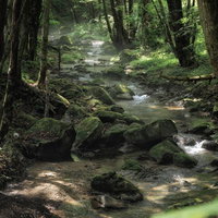 行司ヶ滝の小川、苔むした岩と木漏れ日が満ちる散策路の写真