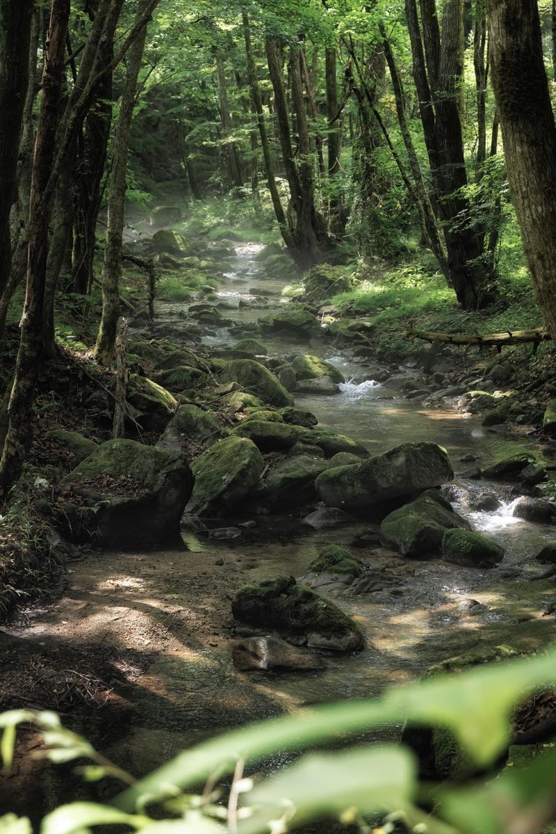 苔むした岩と清流が流れる行司ヶ滝の小川、樹木から降り注ぐ木漏れ日