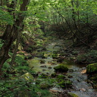 行司ヶ滝の苔むした岩石と新緑の森、透明な清流が流れる渓谷の写真
