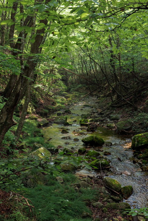 行司ヶ滝の苔むした岩石と新緑の森、透明な清流が流れる渓谷