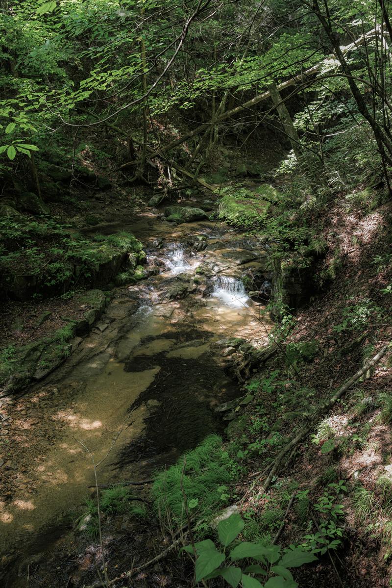 福島県田村市の行司ヶ滝の小川。森の中を流れる清流と苔むした岩、木漏れ日