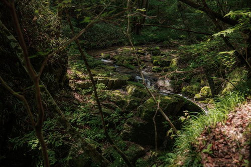 行司ヶ滝周辺の苔に覆われた岩場と渓流