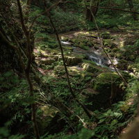 苔むした岩と小川が調和する行司ヶ滝の木漏れ日風景の写真