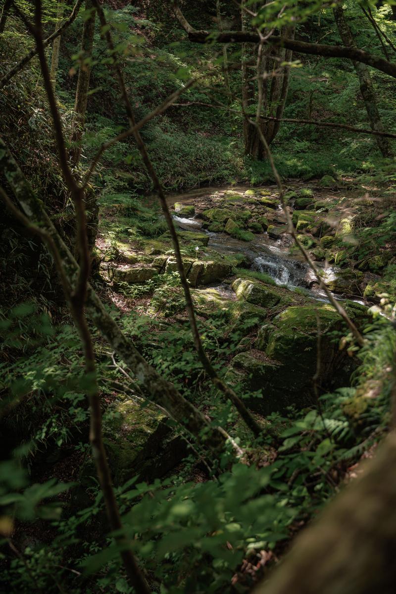 苔生す岩と流れる小川、木漏れ日が差す行司ヶ滝の森林風景