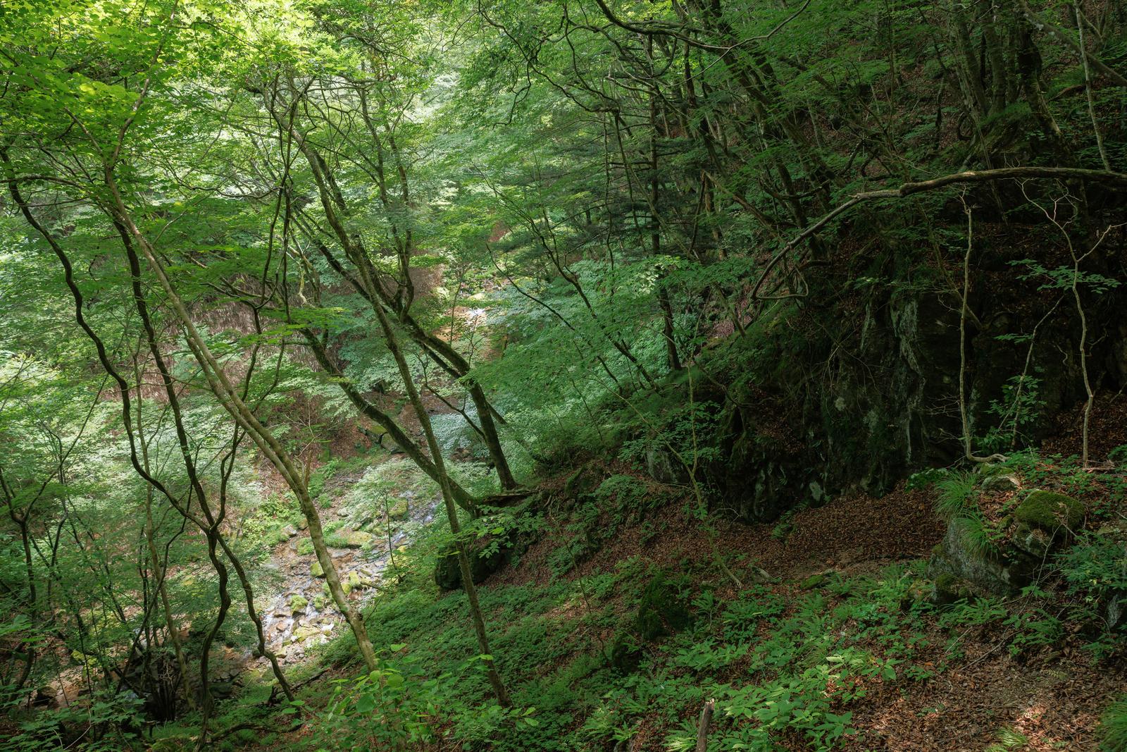 福島県田村市の行司ヶ滝で、新緑の木々に囲まれた清流の小川