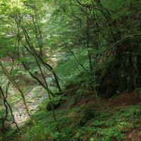 福島県田村市の行司ヶ滝に囲まれた木々と小川の流れの写真