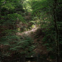 落石注意の看板と行司ヶ滝遊歩道を抜ける緑の森道の写真
