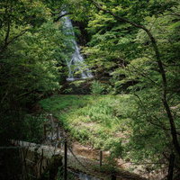 行司ヶ滝を囲む新緑の林と流れ落ちる滝の眺めの写真
