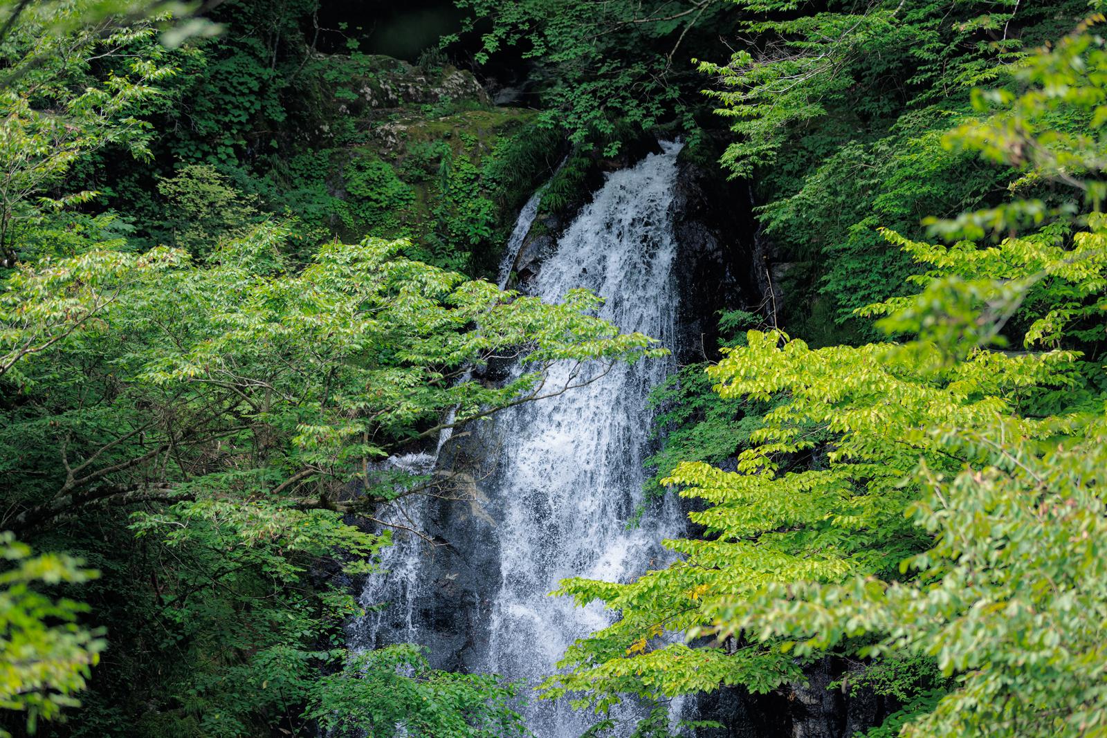 新緑の樹木に囲まれた行司ヶ滝の滝壺と流れ落ちる白い水流