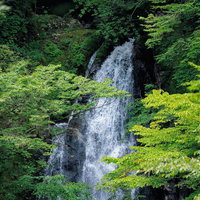 行司ヶ滝を囲む新緑の森 福島県田村市の清流と苔むした岩肌の写真