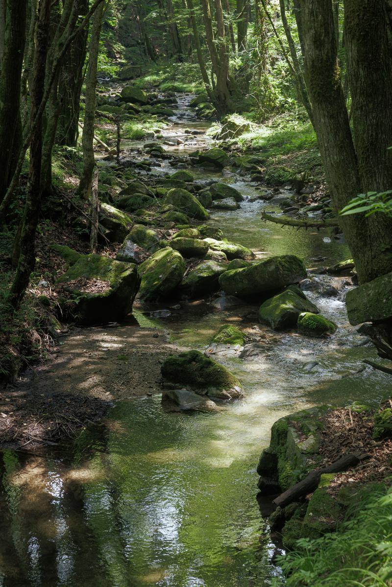 福島県田村市の行司ヶ滝渓谷で、苔に覆われた岩と清流が流れる自然の風景