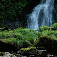 天栄村の明神滝に群生する苔とイネ科植物の渓流風景の写真